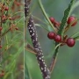 Šaltekšnis paprastasis (Frangula alnus) Aspleniifolia'